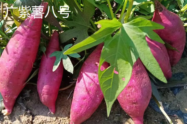 紫薯发芽了能不能种，发芽了也可以种植