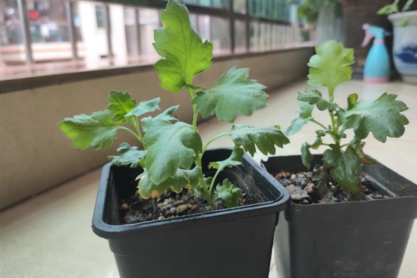 菊花怎么种植，将枝条插入土壤中等生根发芽后再移栽