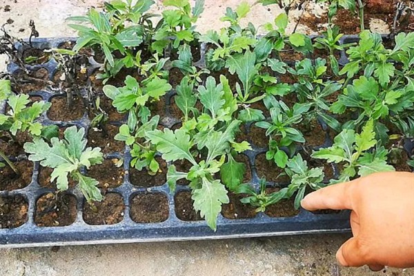 菊花怎么种植，将枝条插入土壤中等生根发芽后再移栽