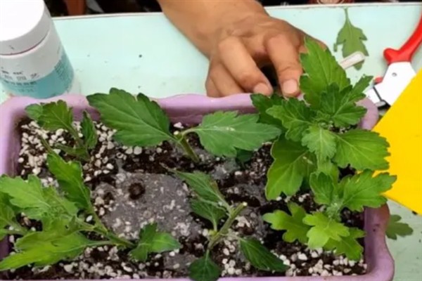 菊花怎么种植，将枝条插入土壤中等生根发芽后再移栽