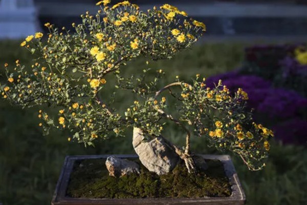 菊花怎么种植，将枝条插入土壤中等生根发芽后再移栽