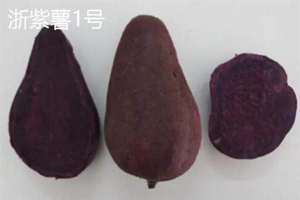 紫薯发芽了能不能种，发芽了也可以种植