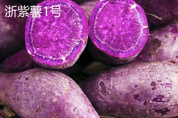 紫薯发芽了能不能种，发芽了也可以种植