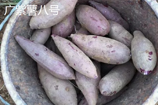 紫薯发芽了能不能种，发芽了也可以种植