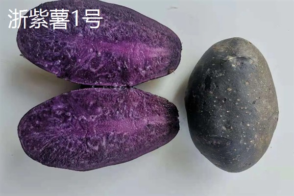 紫薯发芽了能不能种，发芽了也可以种植