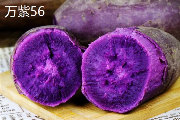 紫薯发芽了能不能种，发芽了也可以种植