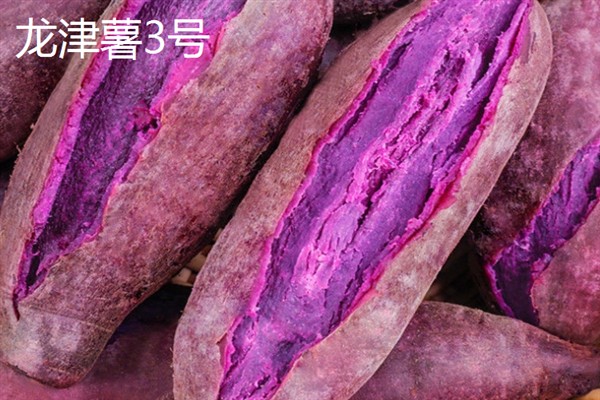 紫薯发芽了能不能种，发芽了也可以种植