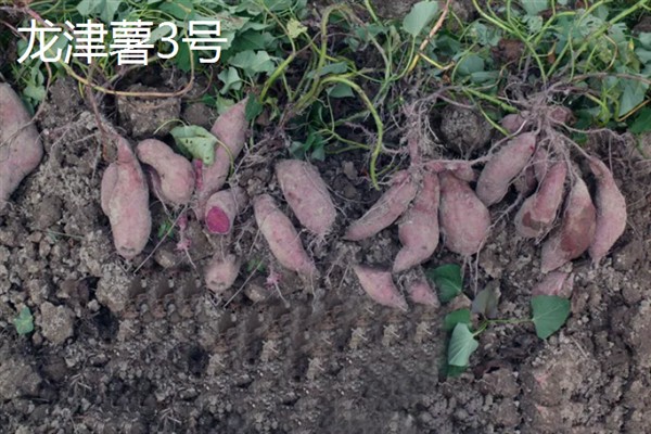 紫薯发芽了能不能种，发芽了也可以种植