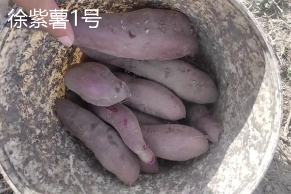 紫薯发芽了能不能种，发芽了也可以种植