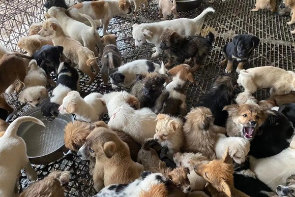 肉狗的养殖效益,具有很大的利润空间