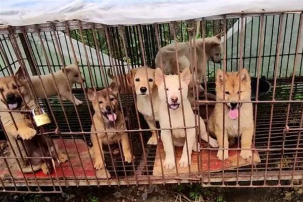 肉狗的养殖效益,具有很大的利润空间