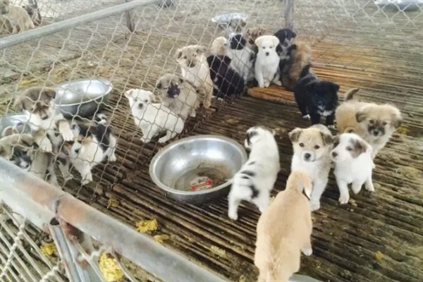 肉狗的养殖效益,具有很大的利润空间