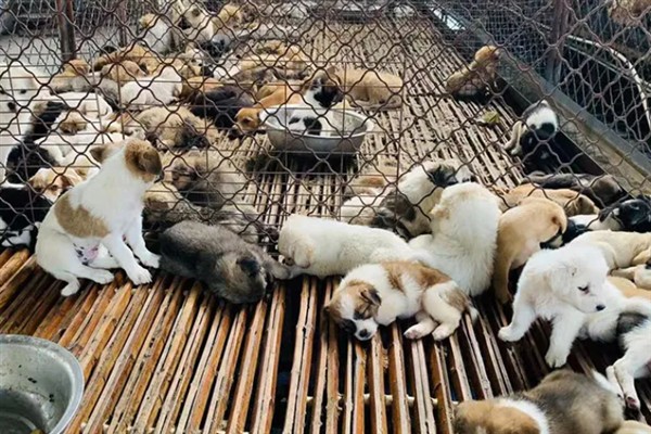 肉狗的养殖效益,具有很大的利润空间