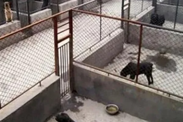 肉狗的养殖效益,具有很大的利润空间