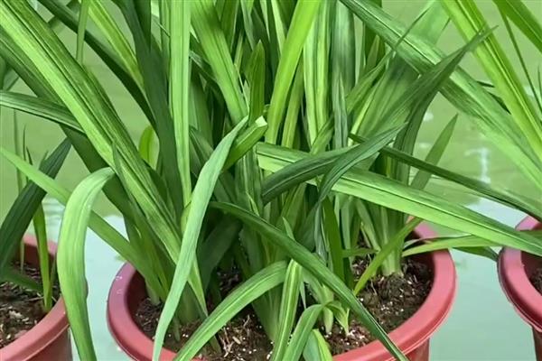 香雪兰买回家后怎样养，适于密植