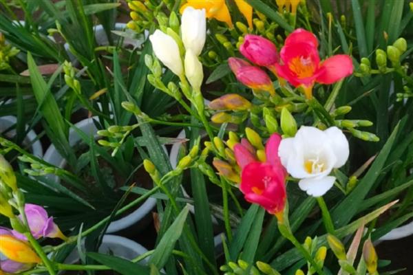 香雪兰买回家后怎样养，适于密植