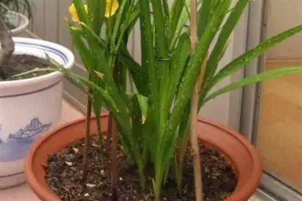 香雪兰买回家后怎样养，适于密植