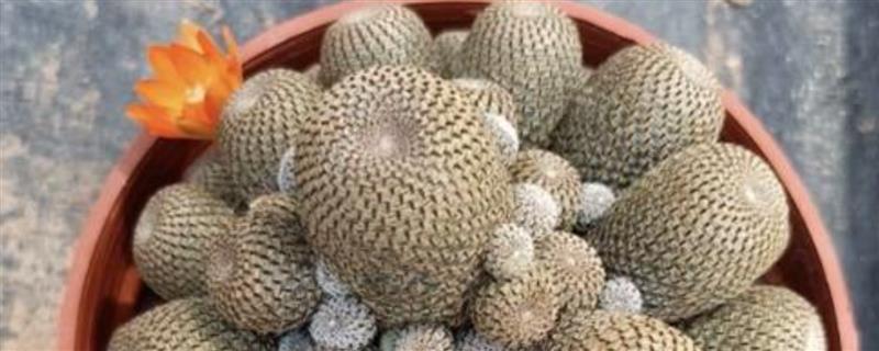 子孙球有哪些品种，常见的有宝山、绿冠等