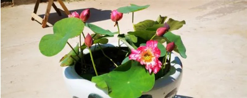 如何正确栽培荷花，通常在每年的3-5月份栽植