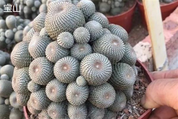 子孙球有哪些品种，常见的有宝山、绿冠等