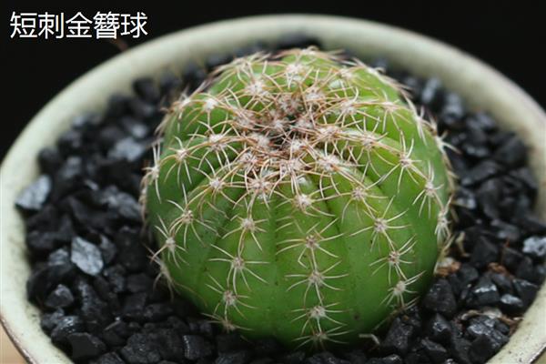 子孙球有哪些品种，常见的有宝山、绿冠等