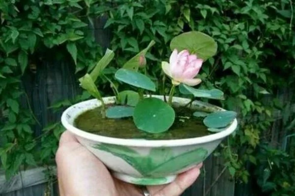如何正确栽培荷花，通常在每年的3-5月份栽植