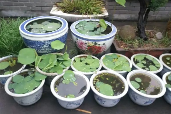 如何正确栽培荷花，通常在每年的3-5月份栽植
