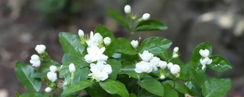 茉莉花有多少花瓣，单瓣品种一般有7-11枚