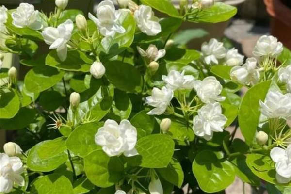 茉莉花有多少花瓣，单瓣品种一般有7-11枚