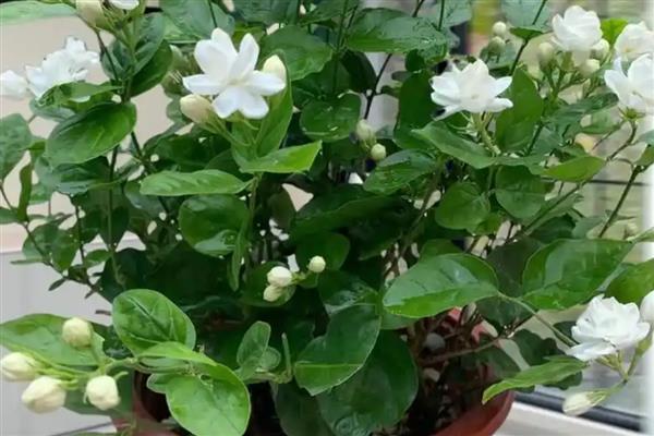 茉莉花有多少花瓣，单瓣品种一般有7-11枚