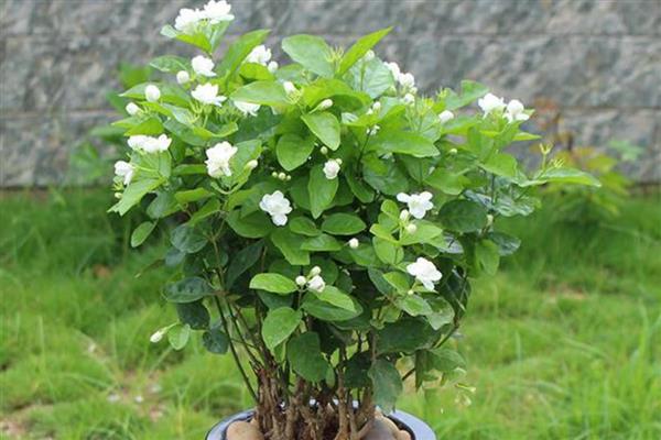 茉莉花有多少花瓣，单瓣品种一般有7-11枚