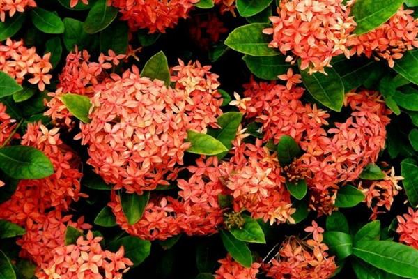 端午节哪些花最有代表性，常见的有蜀葵、龙船花等