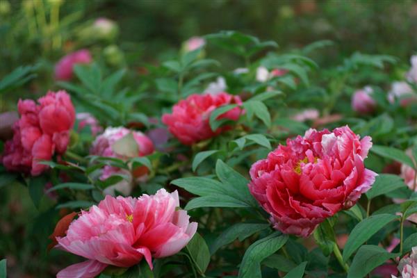 端午节哪些花最有代表性，常见的有蜀葵、龙船花等