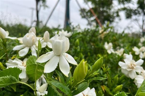 端午节哪些花最有代表性，常见的有蜀葵、龙船花等