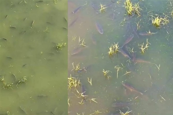 草鱼怎么繁殖，雌鱼会在水中产卵