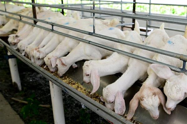 羊吃羊毛用什么土方法治疗，体内缺少蛋白质和氨基酸可在饲料中添加生鸡蛋