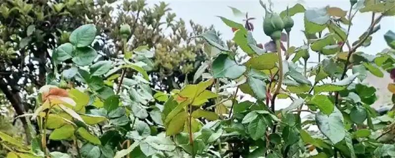 月季为何会掉花苞，一般是缺少光照或养分、浇水不当等原因造成