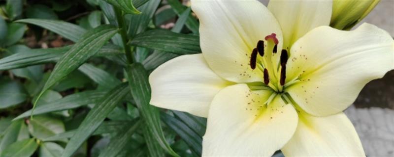 百合花什么季节开，全年几乎都可开花