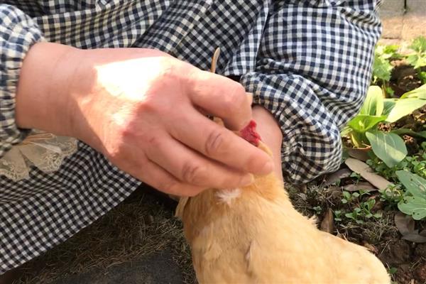 为什么鸡啄别的鸡尾，可能是寄生虫感染或饲养不当所致
