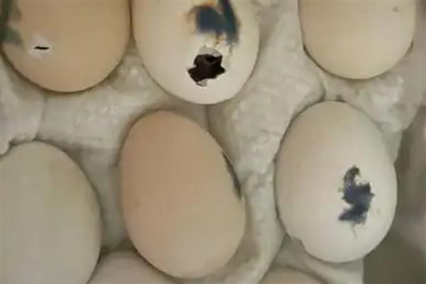 为什么鸡啄别的鸡尾，可能是寄生虫感染或饲养不当所致