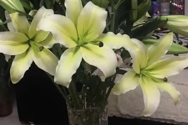 百合花什么季节开，全年几乎都可开花