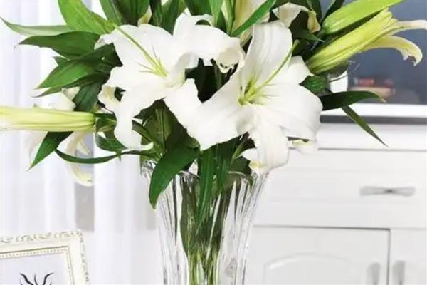 百合花什么季节开，全年几乎都可开花