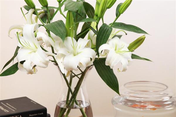 百合花什么季节开，全年几乎都可开花