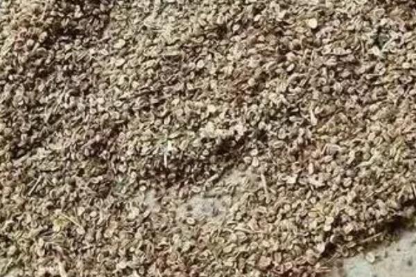 凌晨1点开什么花,是蛇床花