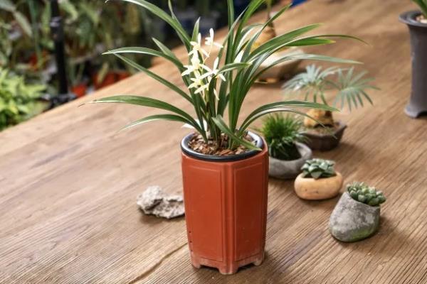 怎么养殖兰花,春秋季节每隔2-3天浇一次水