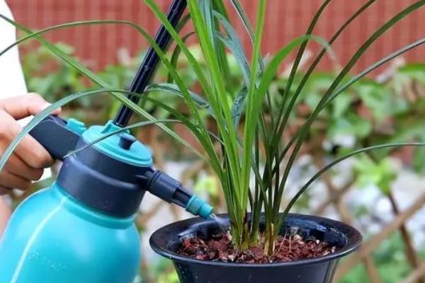 怎么养殖兰花,春秋季节每隔2-3天浇一次水