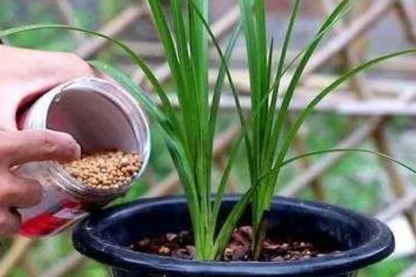 怎么养殖兰花,春秋季节每隔2-3天浇一次水