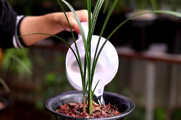 怎么养殖兰花,春秋季节每隔2-3天浇一次水