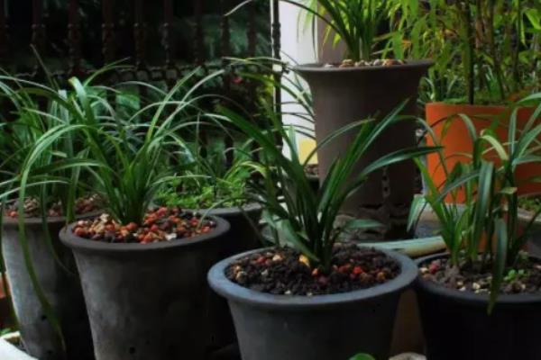 怎么养殖兰花,春秋季节每隔2-3天浇一次水