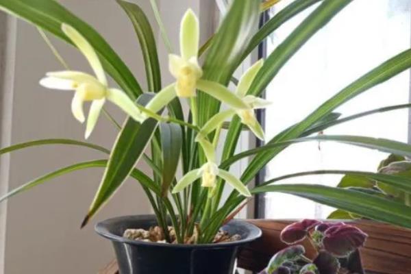 怎么养殖兰花,春秋季节每隔2-3天浇一次水